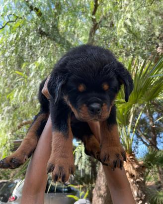 Rottweiler