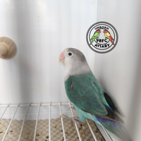 Fischer Blue Misty / portatore di Opalino