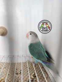 Fischer Blue Misty / portatore di Opalino