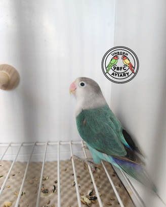 Fischer Blue Misty / portatore di Opalino