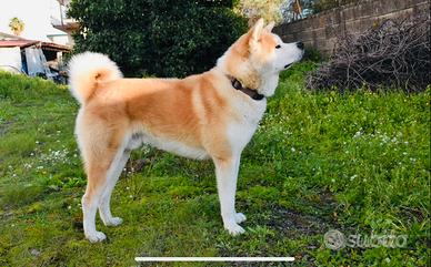 Akita Inu maschio per monta,