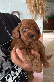 Cuccioli barboncino Toy