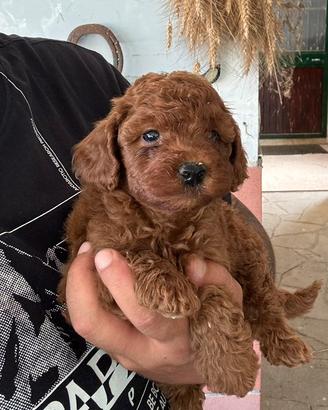 Cuccioli barboncino Toy