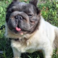 Stallone/Monta BIG Rope Fluffyl4 Bulldog Francese