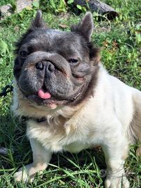 Stallone/Monta BIG Rope Fluffyl4 Bulldog Francese