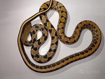 Orthriophis taeniurus friesi