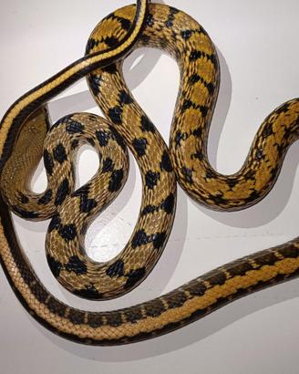 Orthriophis taeniurus friesi