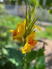 Rizoma di canna indaca