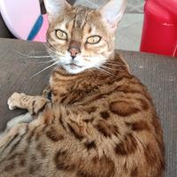 Gatta bengala per accoppiamento