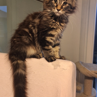 Maine coon cuccioli