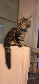 Maine coon cuccioli