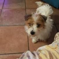Jack Russell broken