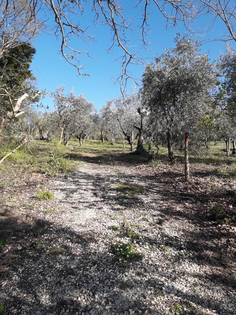Terreno con uliveto - Vista 5