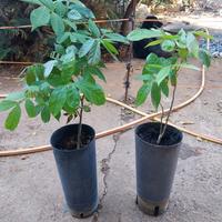 pianta da frutto tropicale 