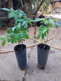 pianta da frutto tropicale 