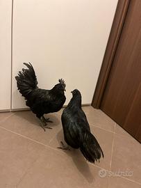 Coppia cemani Padova