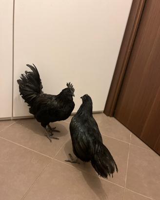 Coppia cemani Padova