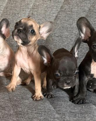 Cuccioli di bulldog francese