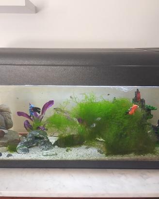 acquario 120 L