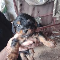 Cuccioli di Yorkshire