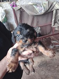 Cuccioli di Yorkshire