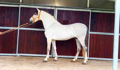Cavallo Andaluso