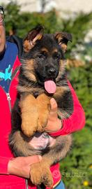 Cuccioli di pastore tedesco