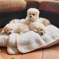 Cucciole di Bichon Frisé