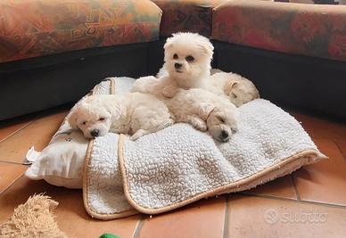 Cucciole di Bichon Frisé