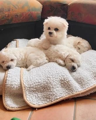 Cucciole di Bichon Frisé