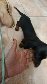 Basotto