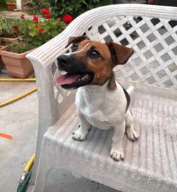 Cucciolo di jack Russel terrier