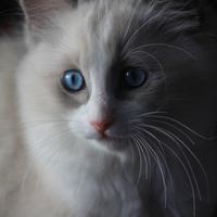 MICK, gattino razza RAGDOLL con pedigree