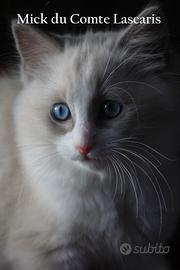 MICK, gattino razza RAGDOLL con pedigree