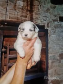 cuccioli  australian shepherd  super  stars