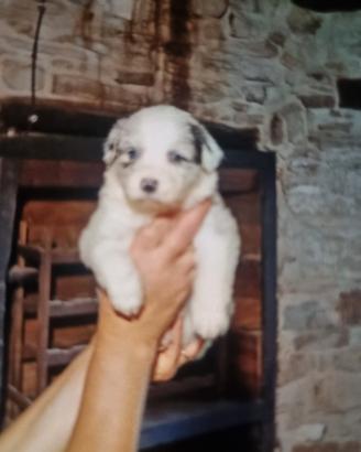 cuccioli  australian shepherd  super  stars
