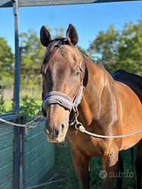 Vendita cavalla