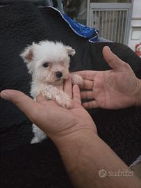 Cuccioli di maltese toy