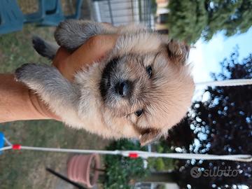 Cuccioli spitz di pomerania