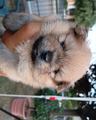 Cuccioli spitz di pomerania