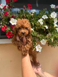 Cuccioli di piccola taglia LEGGI BENE