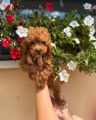 Cuccioli di piccola taglia LEGGI BENE