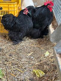 Galline cocincina nane