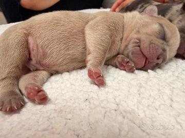 Bulldog francese