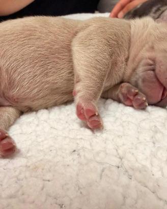 Bulldog francese