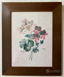 Stampa botanica “Geranium, 1827” di Pierre-Joseph