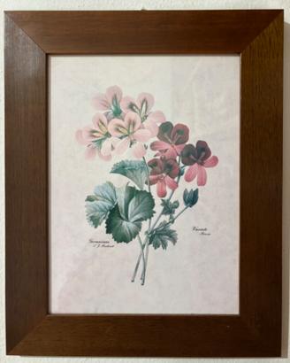 Stampa botanica “Geranium, 1827” di Pierre-Joseph