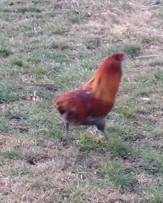 Gallo araucana