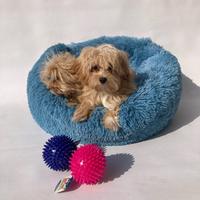 Maltipoo - m & f