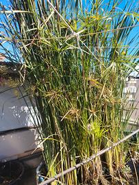 papiro gigante e cannetta